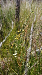 Sphaerolobium vimineum