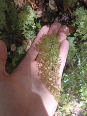 Hymenophyllum demissum