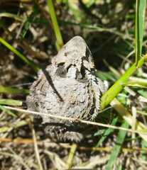 Phrynosoma braconnieri
