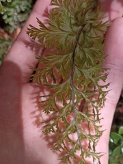 Hymenophyllum demissum