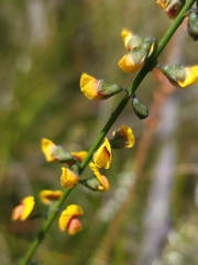 Sphaerolobium vimineum