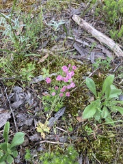 Centaurium erythraea