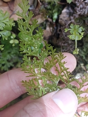 Hymenophyllum demissum