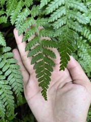 Diplazium kawakamii