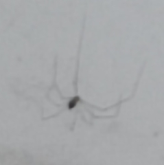 Crossopriza lyoni