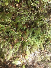 Hymenophyllum demissum