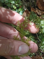 Hymenophyllum demissum