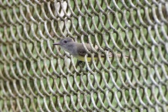 Myiarchus panamensis