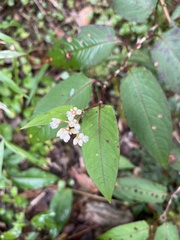 Diplazium kawakamii