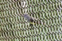 Myiarchus panamensis