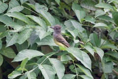 Myiarchus panamensis