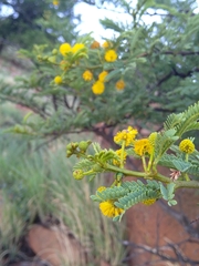 Vachellia karroo