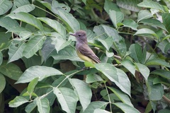 Myiarchus panamensis