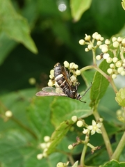 Sesiidae