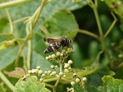 Sesiidae