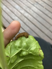 Neumichtis nigerrima