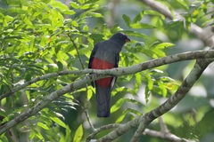 Trogon massena