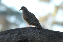 Phaps elegans