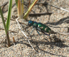 Cicindela coerulea nitida