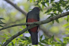 Trogon massena