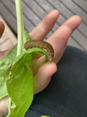 Neumichtis nigerrima