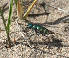 Cicindela coerulea nitida