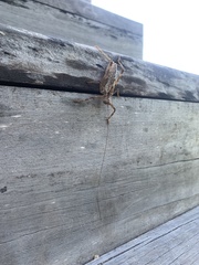 Ancistrocercus circumdatus