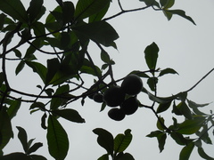 Tabernaemontana tomentosa