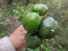Tabernaemontana tomentosa
