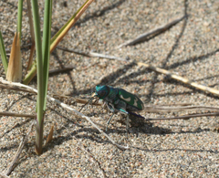 Cicindela coerulea nitida