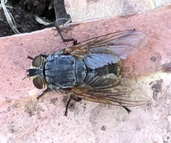 Calliphora stygia