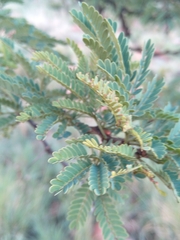 Vachellia robusta