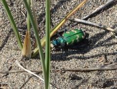 Cicindela coerulea nitida