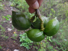 Tabernaemontana tomentosa