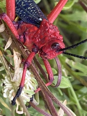 Phymateus morbillosus