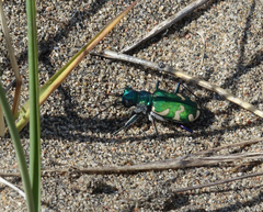 Cicindela coerulea nitida