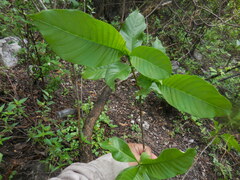 Tabernaemontana tomentosa