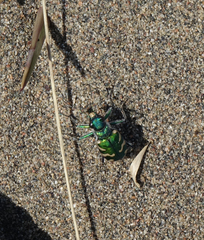 Cicindela coerulea nitida