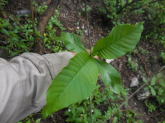 Tabernaemontana tomentosa