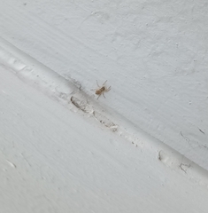 Menemerus semilimbatus