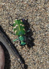 Cicindela coerulea nitida