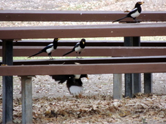 Pica nuttalli