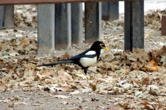Pica nuttalli