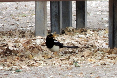Pica nuttalli