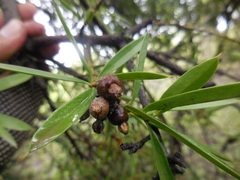 Bonellia macrocarpa