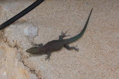 Dalmatolacerta oxycephala