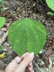 Bauhinia purpurea