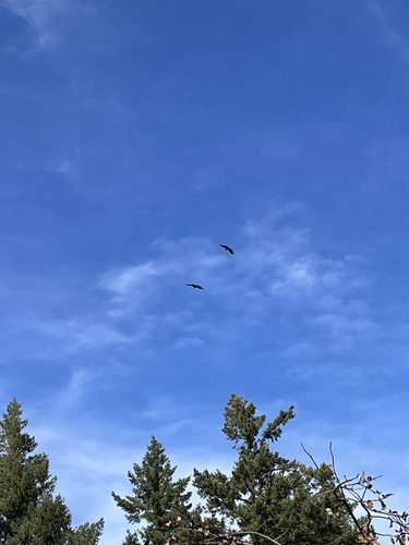 California Condor photographed in California