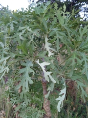 Cussonia paniculata