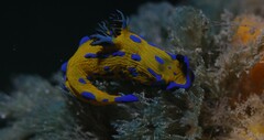 Tambja verconis
